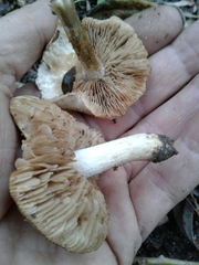 Hebeloma sacchariolens