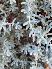 Salsola papillosa