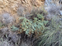 Salsola papillosa