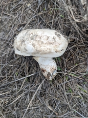 Agaricus bernardii