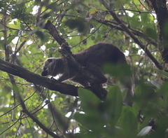 Eulemur rufifrons