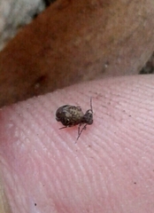 Ptenothrix