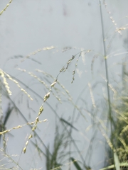 Poaceae