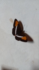 Adelpha