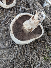 Agaricus bernardii