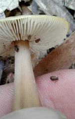 Ptenothrix