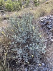 Anthyllis cytisoides