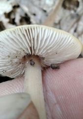 Ptenothrix