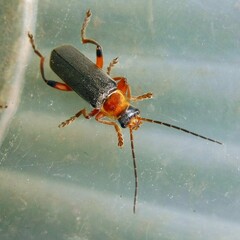 Cantharis nigricans