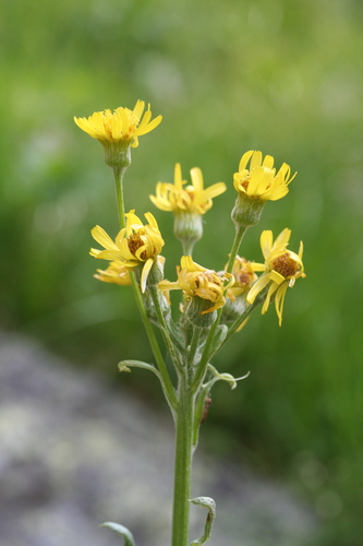 Tephroseris balbisiana