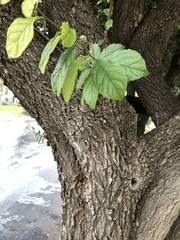 Ehretia anacua