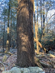Tsuga canadensis
