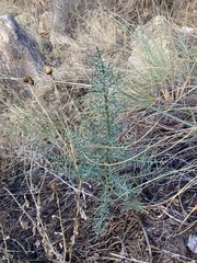Asparagus horridus