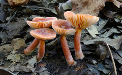 Lactarius neotabidus