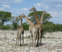 Giraffa camelopardalis angolensis