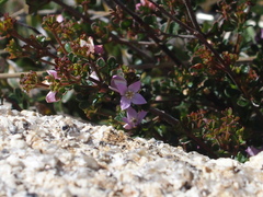 Boronia algida
