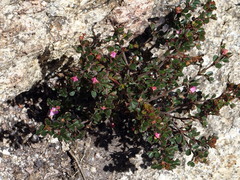 Boronia algida