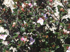 Boronia algida