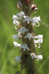 Satyrium longicauda