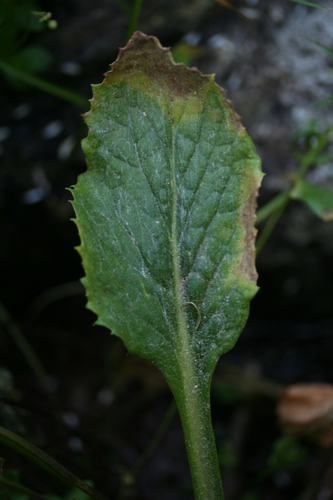 Tephroseris balbisiana, photograph 2