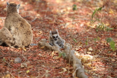 Lemur catta