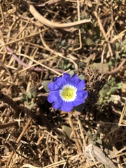 Nolana paradoxa