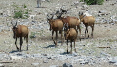 Alcelaphus buselaphus caama