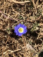 Nolana paradoxa