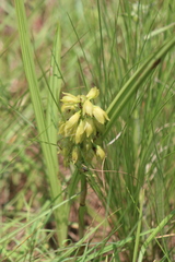 Orthochilus foliosus