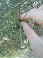 Pinus