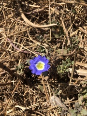 Nolana paradoxa