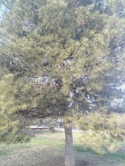 Pinus