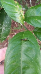Thyrsophorinae