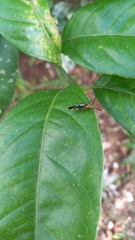 Thyrsophorinae