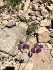 Calceolaria arachnoidea
