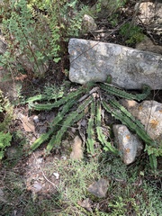 Euphorbia vandermerwei