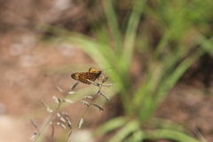 Pardopsis punctatissima