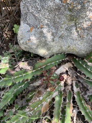 Euphorbia vandermerwei