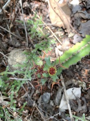 Euphorbia vandermerwei