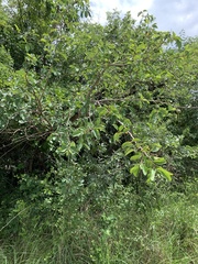 Annona senegalensis