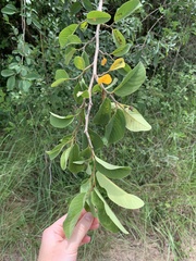 Annona senegalensis