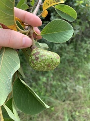 Annona senegalensis