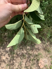 Annona senegalensis