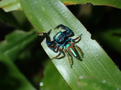 Thiania