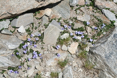 Viola nummulariifolia