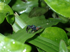 Thiania