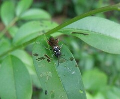 Macrophya punctumalbum