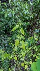 Mosla dianthera