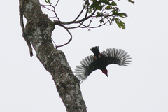 Pityriasis gymnocephala