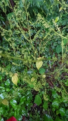 Mosla dianthera